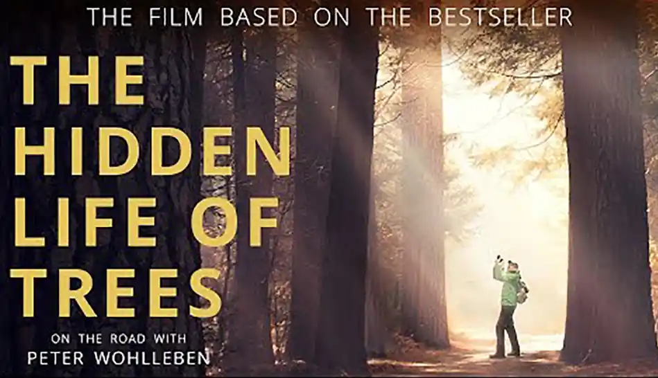 The Hidden Life of Trees